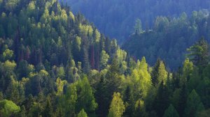 Дух тайги _ таёжные истории