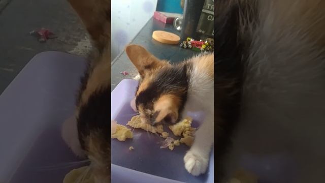 BBGirl Kyouna eating oiishi scrumble Tamago. nagbilin pa syag png snack oara later смотреть онлайн