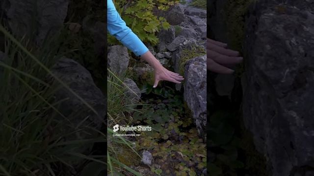 Самый маленький прудик в моем саду. смотреть онлайн