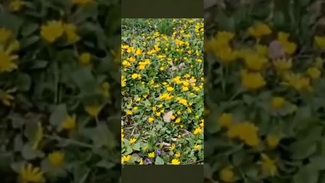 🌞 смотреть онлайн