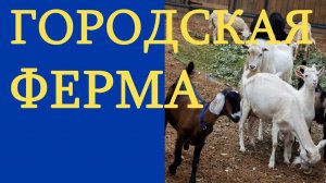 Городская ферма на ВДНХ