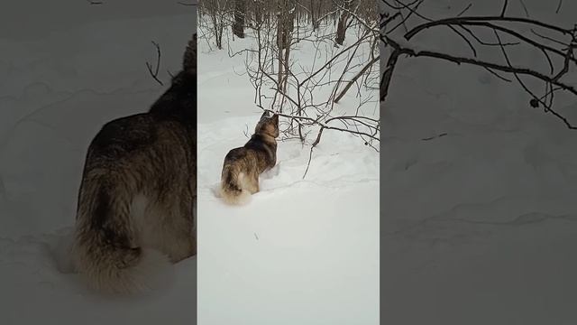 Мышка ты где #юмор #животные смотреть онлайн