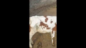 ТЕЛЕНОК ХУДОЙ НЕ ВСТАЕТ САМ И НЕ НАБИРАЕТ ВЕС. ЧТО ДЕЛАТЬ?