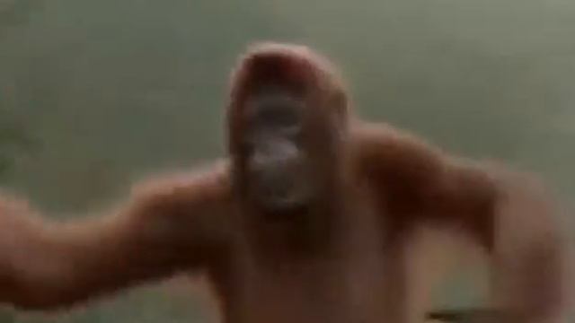 Обезьяны танцуют!(шок!)😱 смотреть онлайн