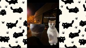 Истории с мемными котиками "Часть 16") 💗❄️