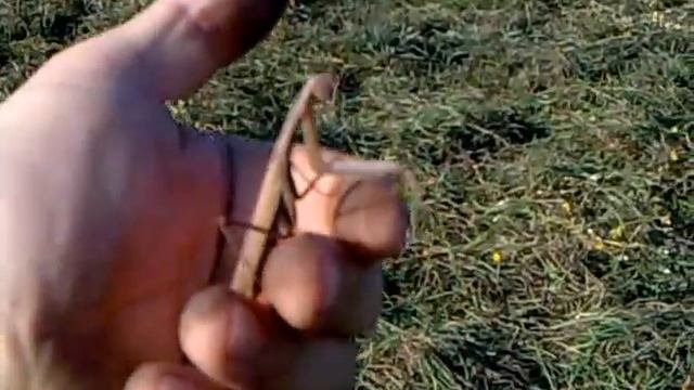 Коричневый богомол.mp4 смотреть онлайн