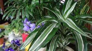 комнатные растения у меня дома. Рената Смирнова. Рига