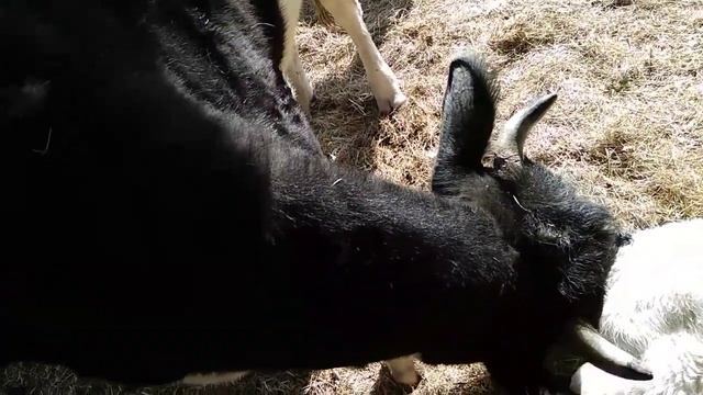Отел. Долгожданное пополнение. смотреть онлайн