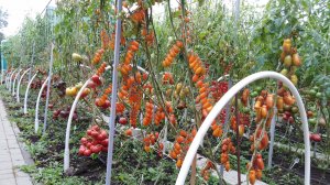 Капельный полив на участке быстро и надежно