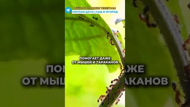 Муравьи и тля больше не беспокоют #дача #огород #урожай