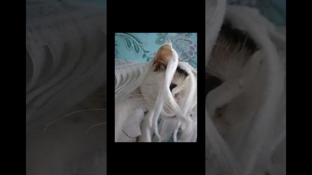 Свадьба пошла не по плану.. #рекомендации #коттим смотреть онлайн