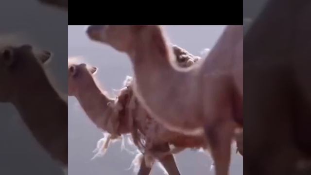 Hot seasons for the Animals смотреть онлайн