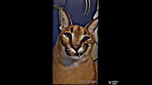 Рецепт пельменей от Шлёпы! Пельменная туса! Досмотри видео до конца, там рецепт пельменей от Шлёпы!