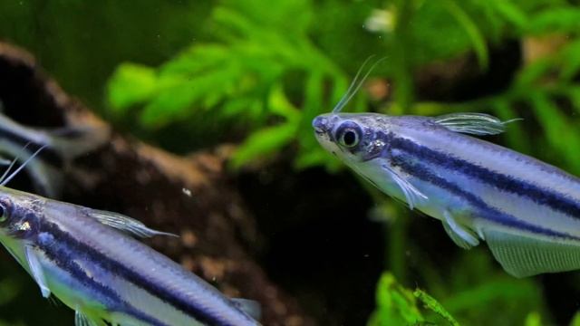 ЖМЖ с ТЕЩЕЙ и ЖЕНОЙ