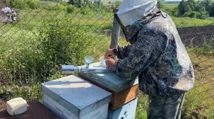 Обработка от клеща щавелевой кислотой методом возгонки!!!