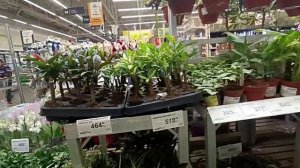 Краснодар. Новая квартира детей. Сказка в Леруа (Лемана)