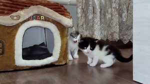 Милые котята ждут свою маму-кошку.