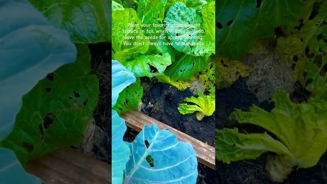 #lettuce #fallgarden #plants #garden #gardening #tips #gardeningtips #growyourownfood #backyardgar смотреть онлайн
