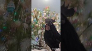 Определить пол цыпленка по яйцу - 5 самых популярных способов.