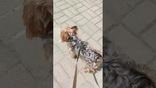 Лакуська 🌞❤️ смотреть онлайн