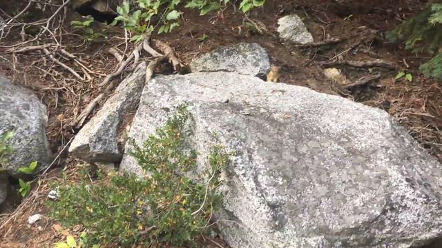 A cute pika on Snow Lakes Trail смотреть онлайн