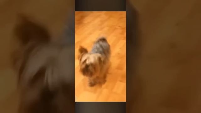 Куська смотреть онлайн