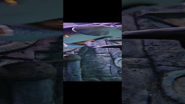 Белуга на Фукуоке смотреть онлайн