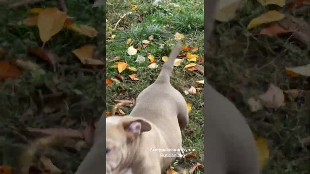 Щенки американского булли в Крыму смотреть онлайн