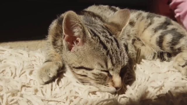 КАКОЕ ЖЕ ПОЗОРИЩЕ! ФУУУ! ЗАЧЕМ Я ЭТО ПОСМОТРЕЛА. VREDINA LIFE. ОБЗОР.