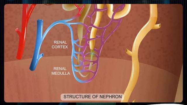 HUMAN NEPHRON STRUCTURE CBSE_X.avi