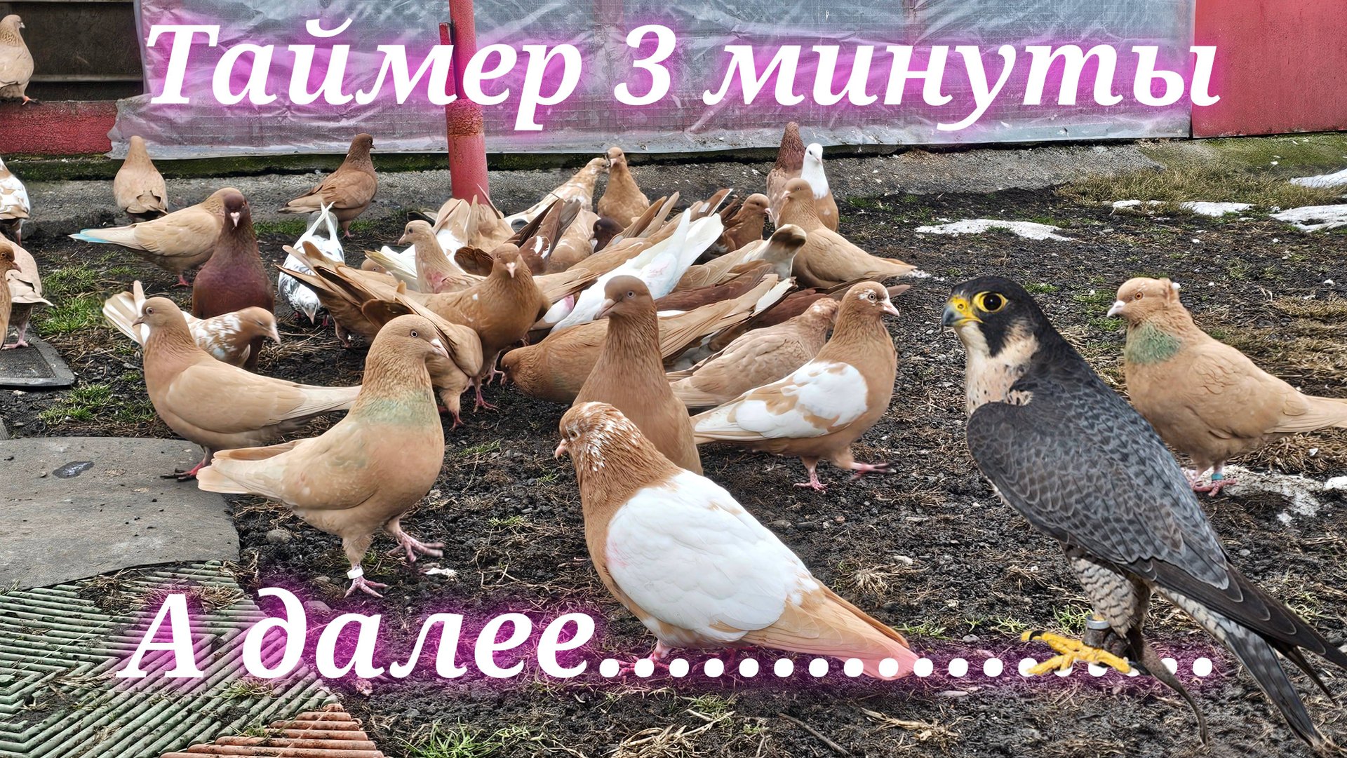 Таймер на три минуты далее Сапсан смотреть онлайн