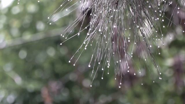 МаргоНика - Дождь разлуки