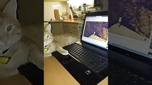 Кот Борис смотрит кино