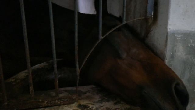 Я на ипподроме Ижевска! смотреть онлайн