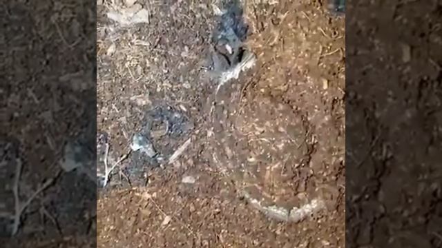 Самый опасный паук в мире смотреть онлайн
