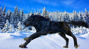 Племя Волка. Таёжные истории