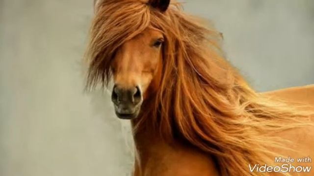 Лошадь это настоящее чудо!