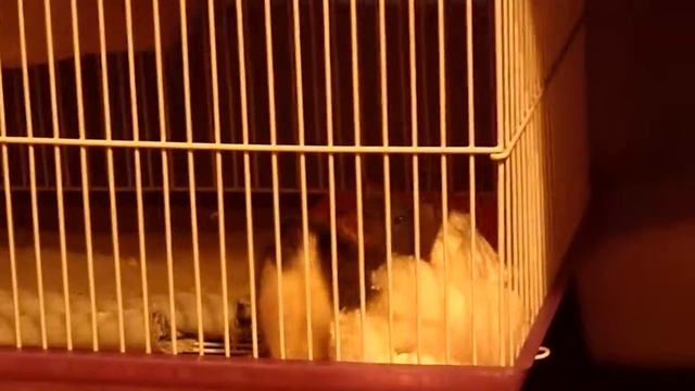 Крыс утепляет клетку ватой смотреть онлайн