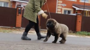 кавказская овчарка