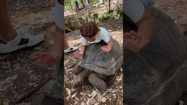 Занзибар 2021 🏝 ОСТРОВ гигантских черепах смотреть онлайн