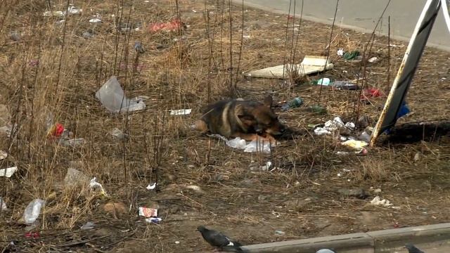 Тонны мусора вокруг домов не убраны ! смотреть онлайн