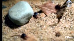 жук-бомбардир это удивительное чудо природы