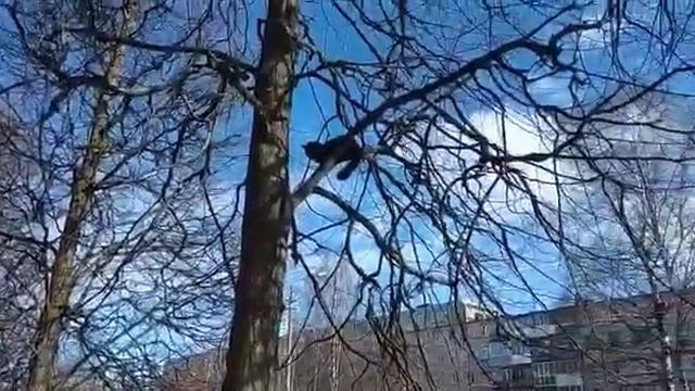 КОТ НА ДЕРЕВЕ В ТИХВИНЕ смотреть онлайн