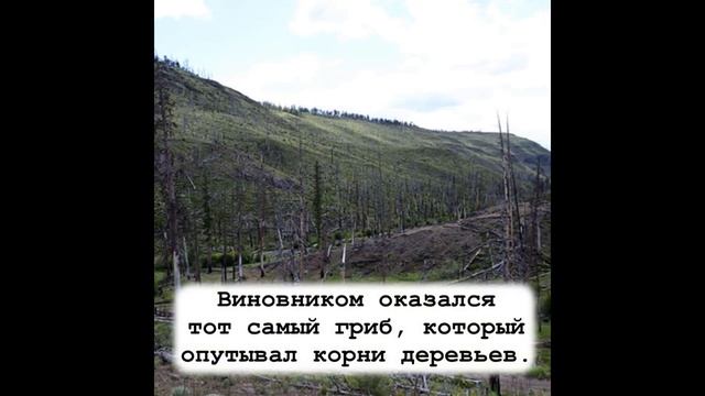 Грибница опенка темного