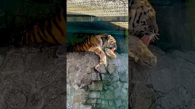 Амурские тигры нежатся на солнышке смотреть онлайн