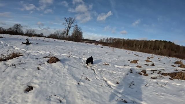 Проверяю капканы. Ловлю рыбу. смотреть онлайн