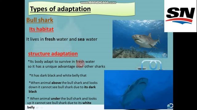 grade 4 unit 1 lesson 2 ( bull shark) смотреть онлайн