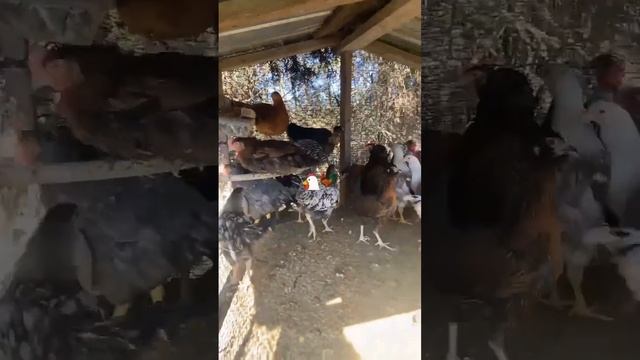 #pollos#chiken chiken#comida##food##campo#rancho##sierra смотреть онлайн