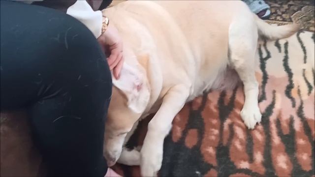 Поцелуйчики! смотреть онлайн