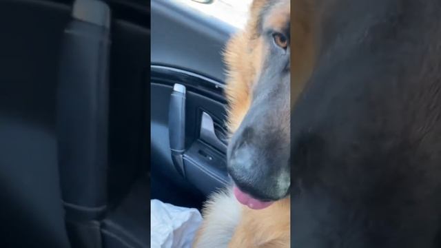 我的德牧爱吃木瓜牛奶🥛😊 смотреть онлайн